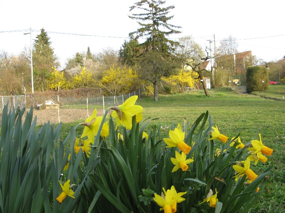 04_01 Osterglocken.JPG